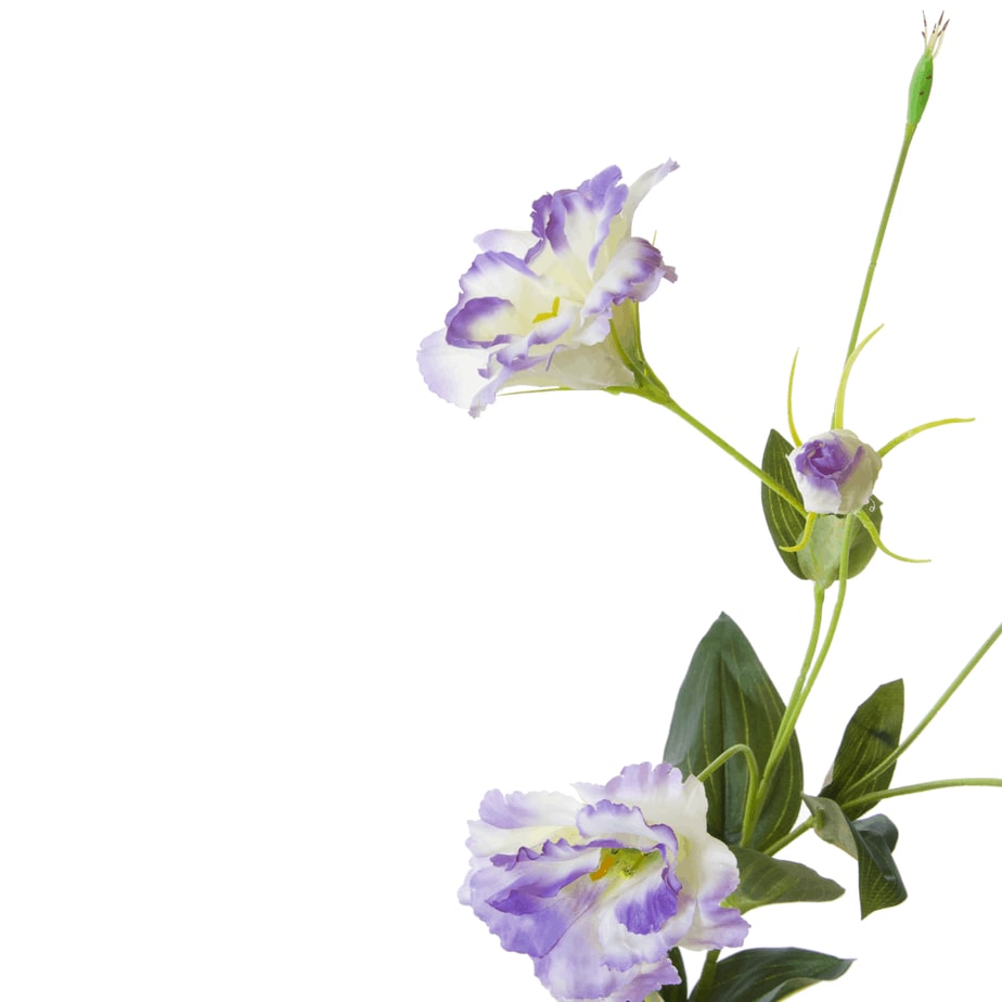 Lysianthus lavender 3