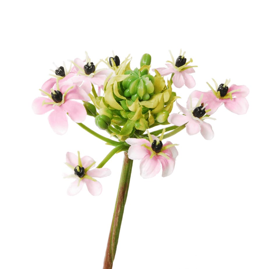 Ornithogalum Arabicum pink 1