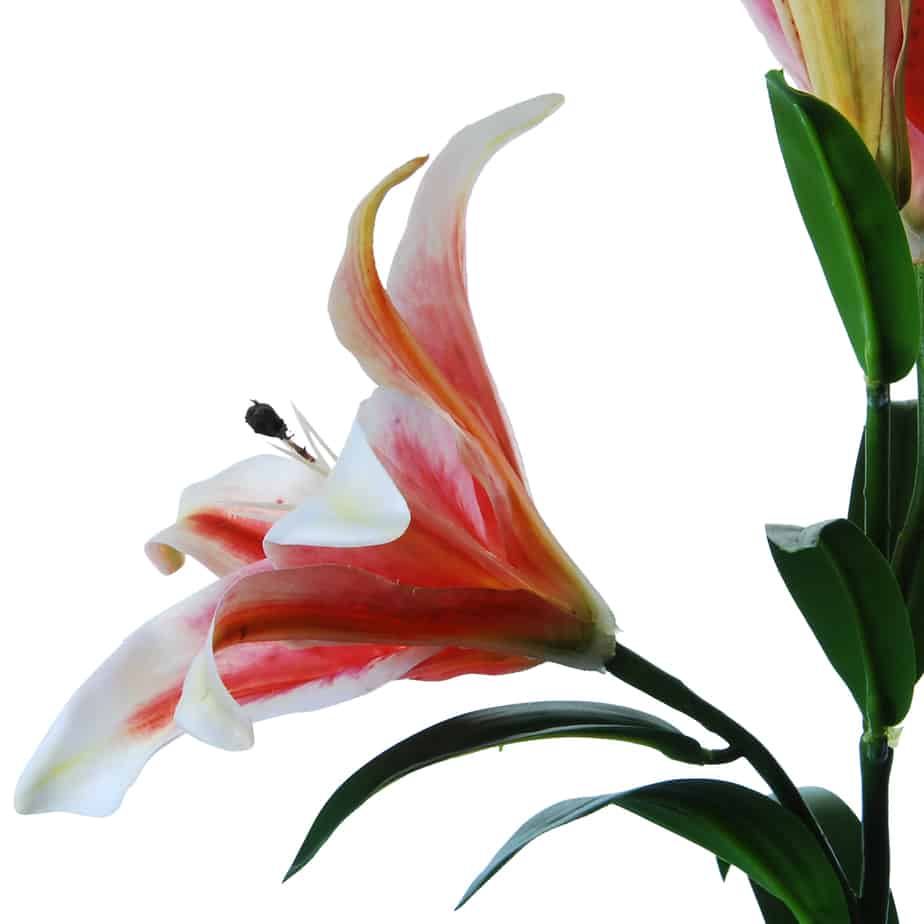 Flowerdutchess Lelie tak 2 lelies knop 88cm roze wit 9