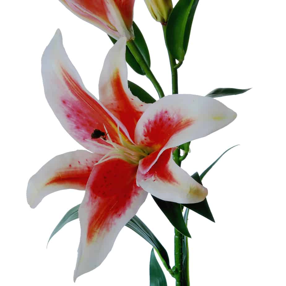 Flowerdutchess Lelie tak 2 lelies knop 88cm roze wit 10