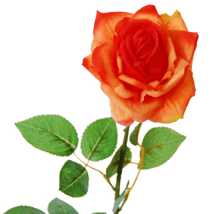 Flowerdutchess rose orange