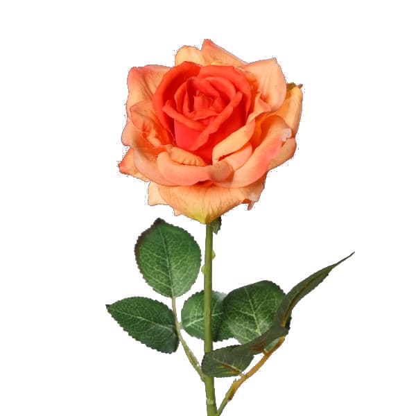 FlowerDutchess roos 68cm oranje 6