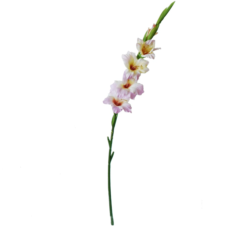 Gladiolus lila 3