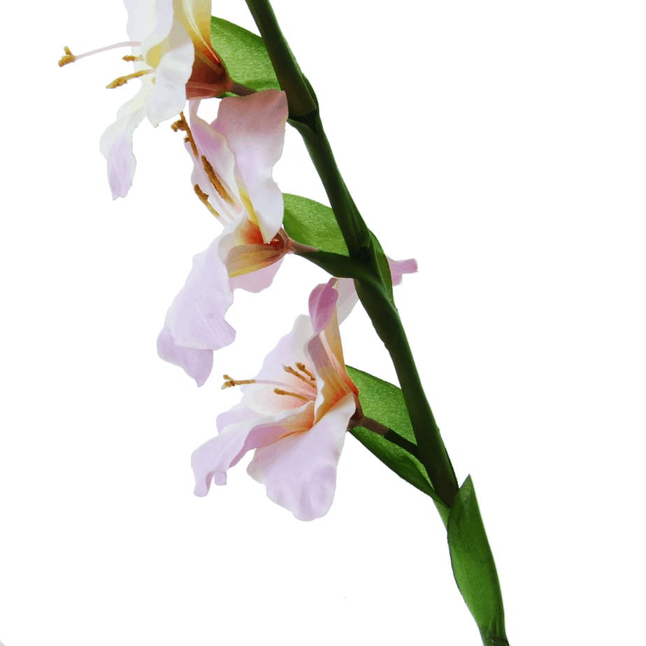 Gladiolus lila 2