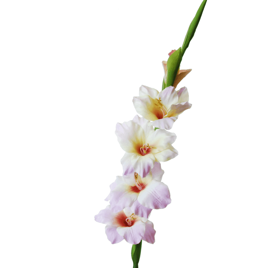 Gladiolus lila detail