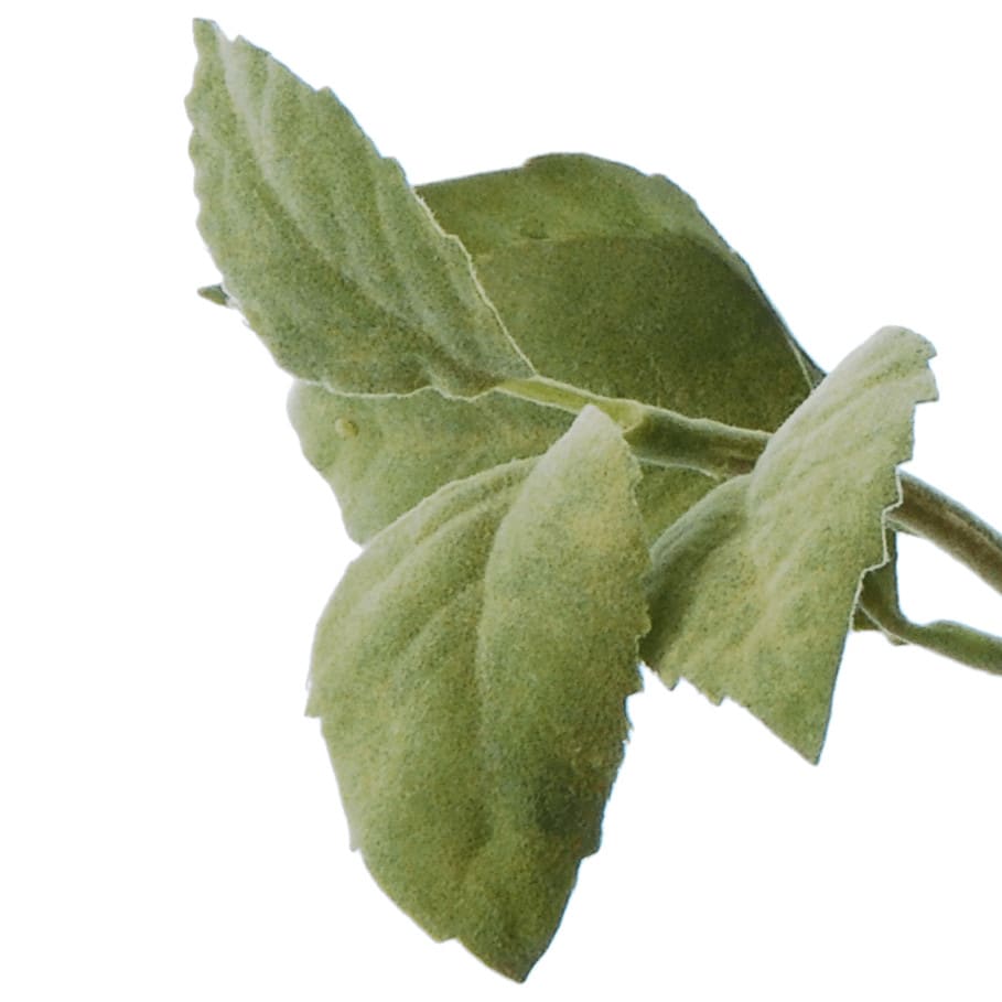 flowerdutchess herb bundle 3