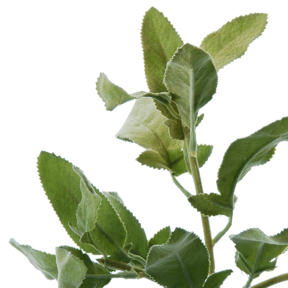 flowerdutchess herb bundle 1