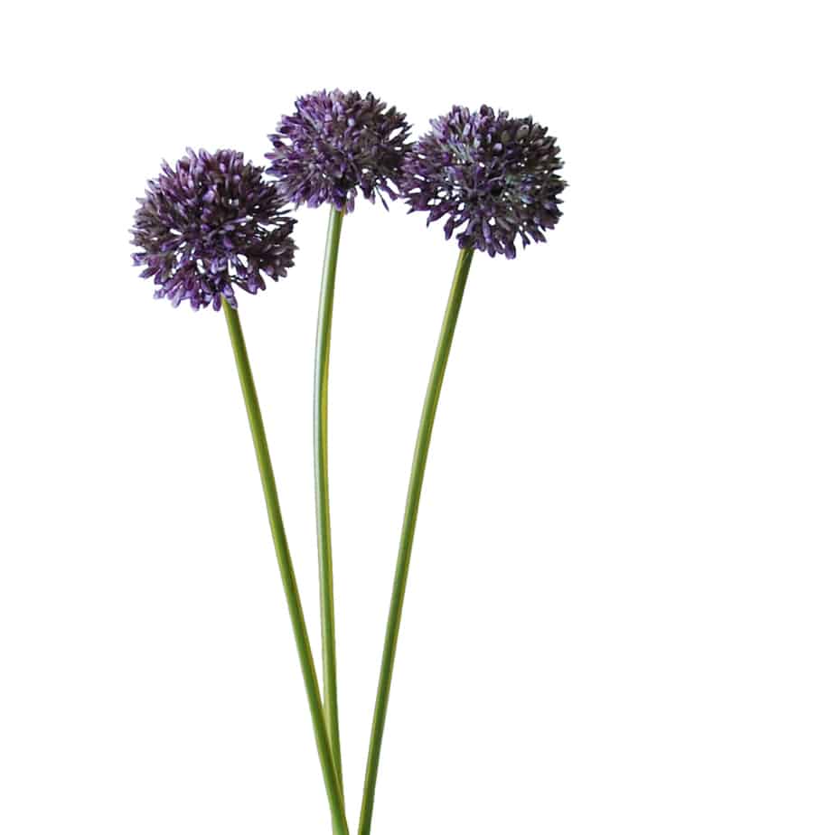 FlowerDutchess allium bosje 34cm lila 2