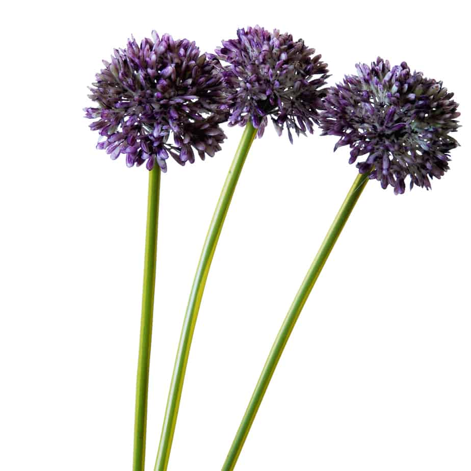 FlowerDutchess allium bosje 34cm lila