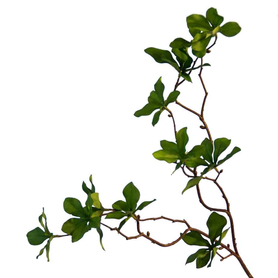 Collina leaf spray 1