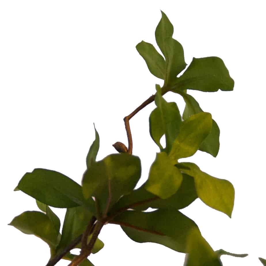 Collina leaf spray 3