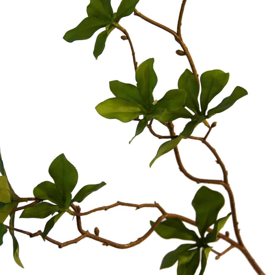 Collina leaf spray 4