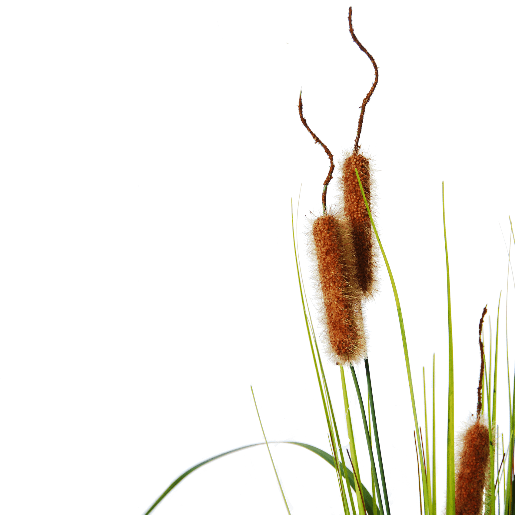 Flowerdutchess cattail detail 4
