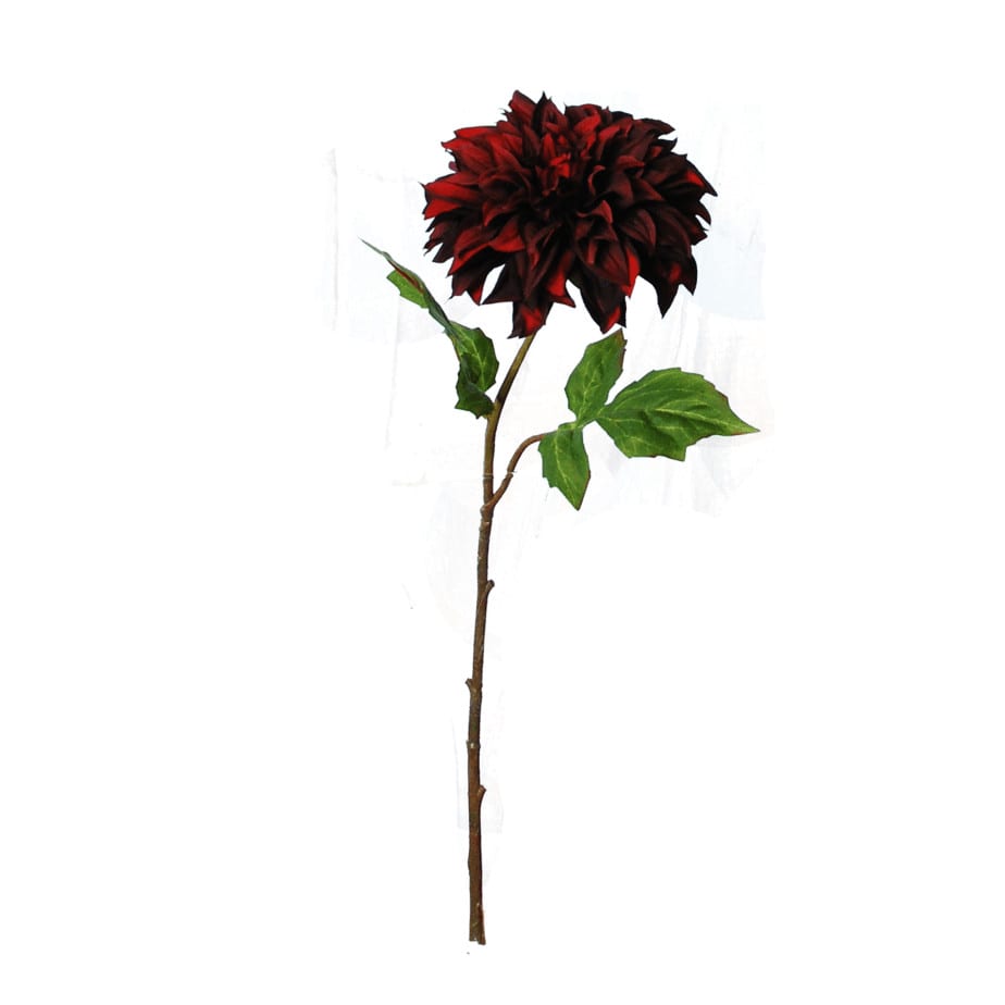 Dahlia Burgundy tall