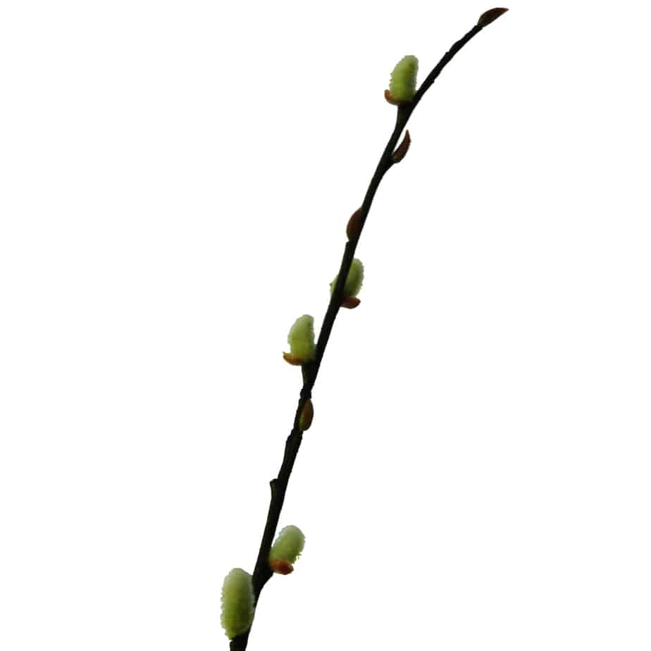FlowerDutchess lange tak katjes 119cm 3
