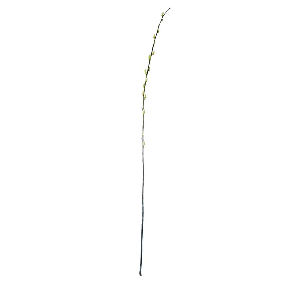 FlowerDutchess lange tak katjes 119cm