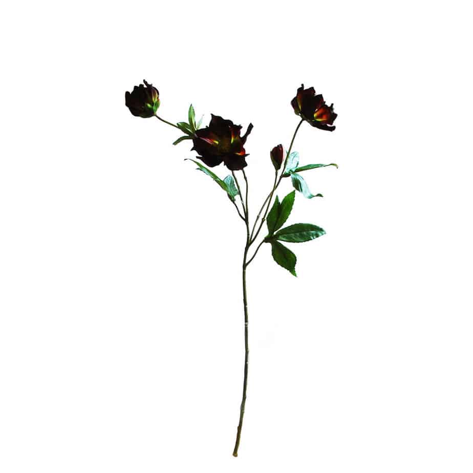 Flowerdutchess Helleborus 3 bloemen 1 knop wijnrood