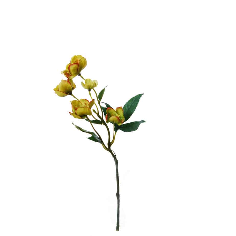 FlowerDutchess Helleborus 5bloemen 35cm groen rood