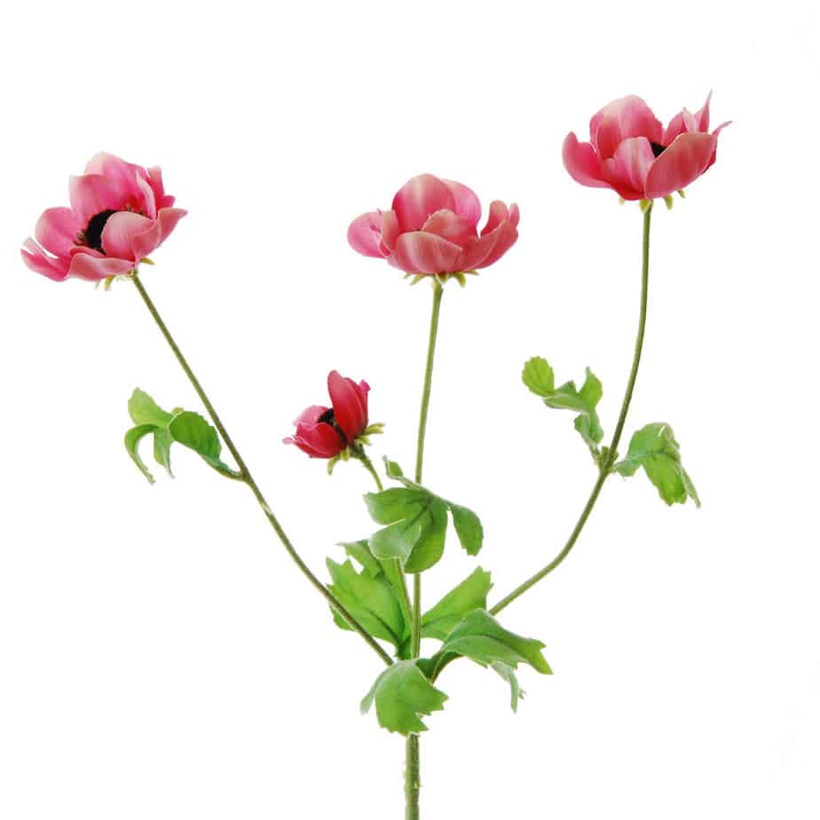 FlowerDutchess anemone 64cm pink