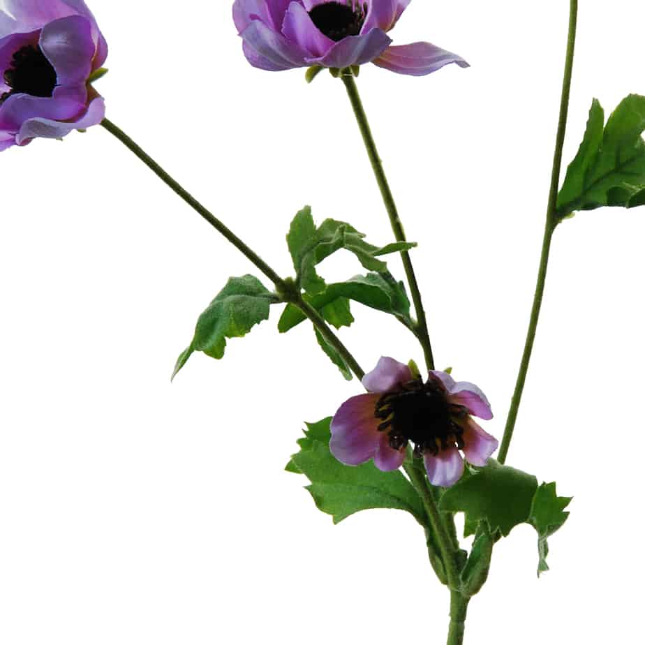 Flowerdutchess Anemone 64cm lavendel 3