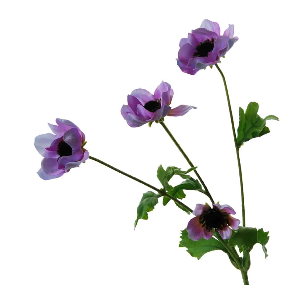 Flowerdutchess Anemone 64cm lavendel 2