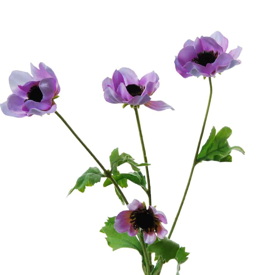 Flowerdutchess Anemone 64cm lavendel 4