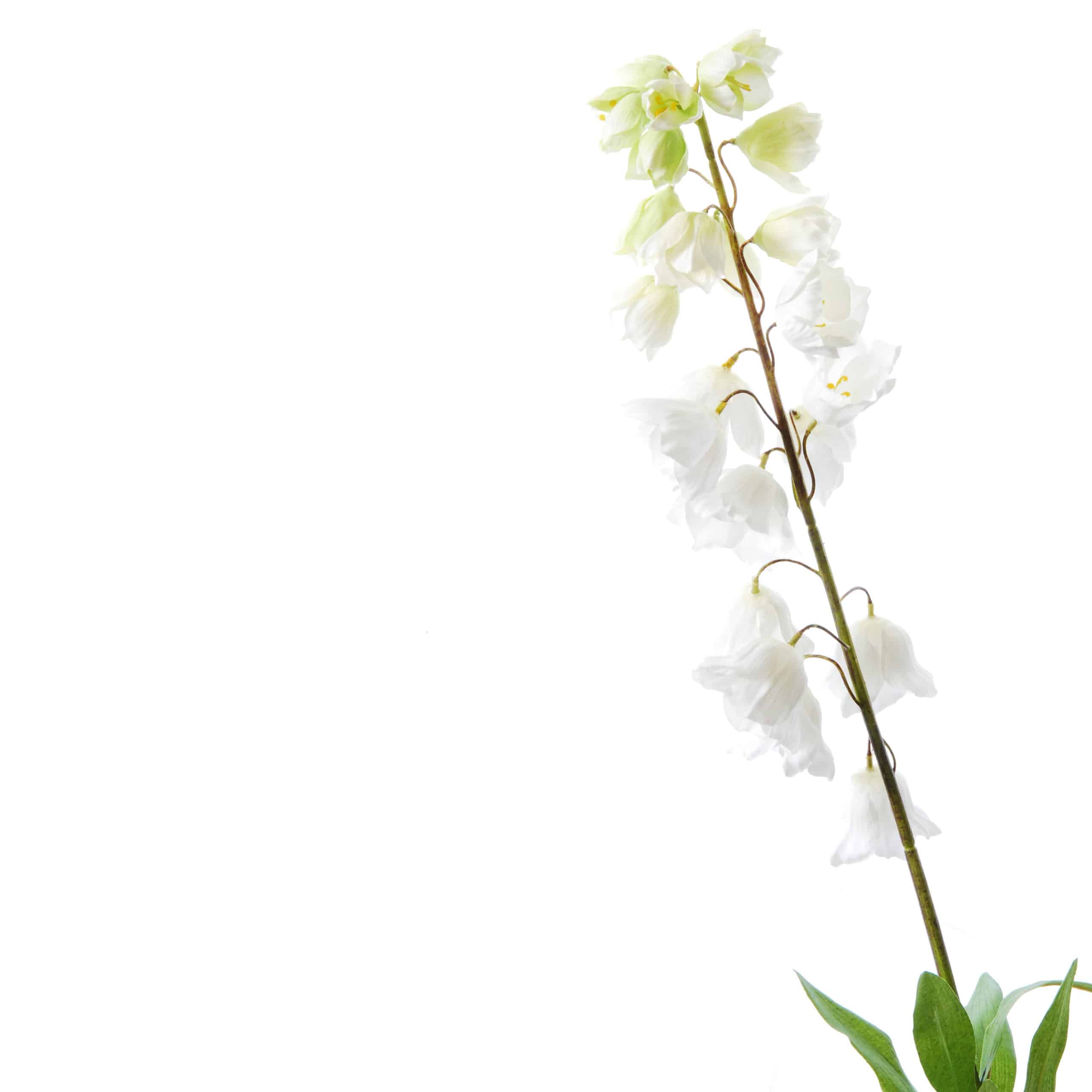 FlowerDutchess Fritilaria 90cm wit scaled