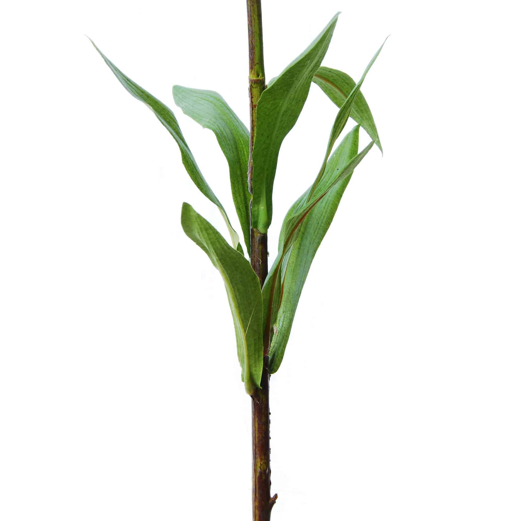 FlowerDutchess Fritilaria 90cm wit 3