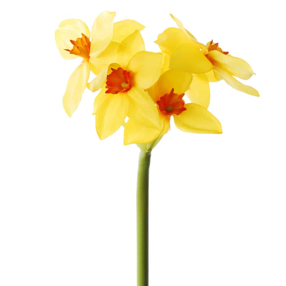 FlowerDutchess lange narcis 70cm geel 4