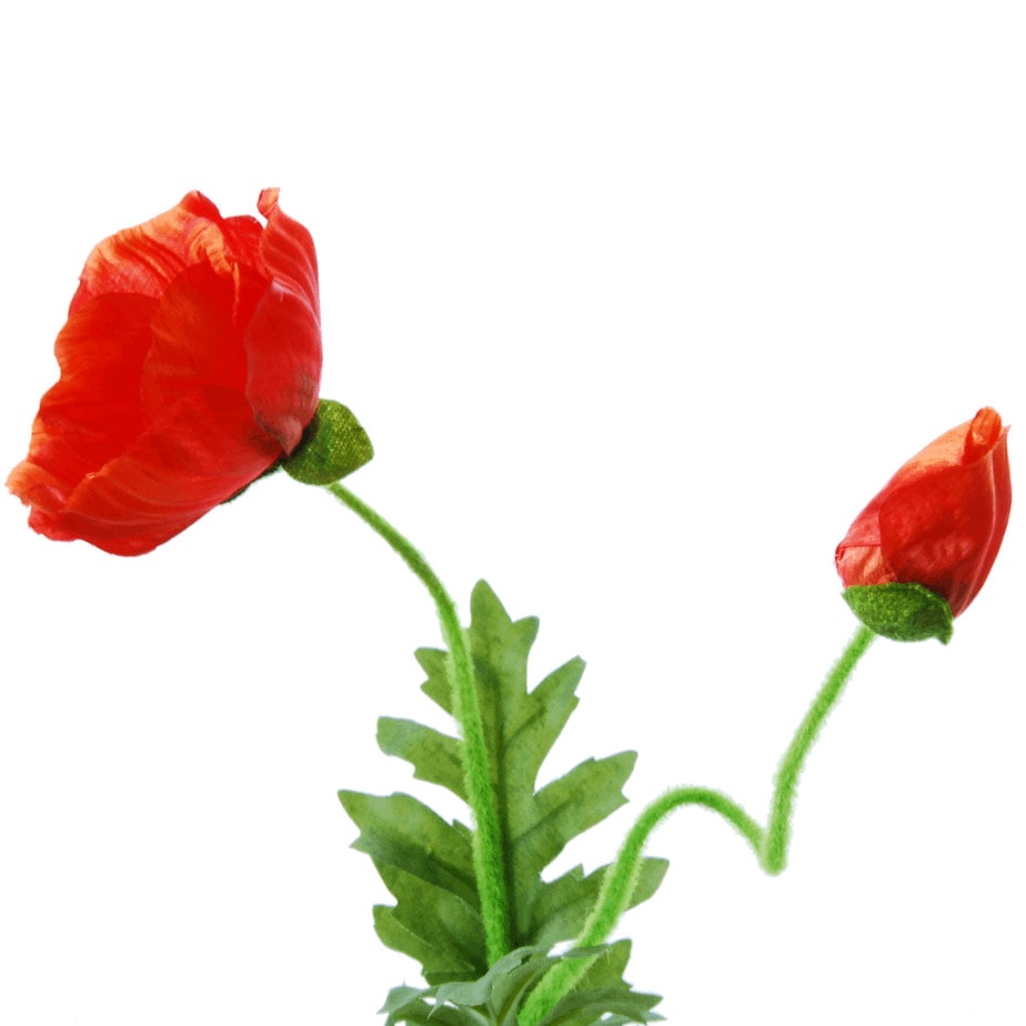 FlowerDutchess poppy flowerbud 63cm orange 4