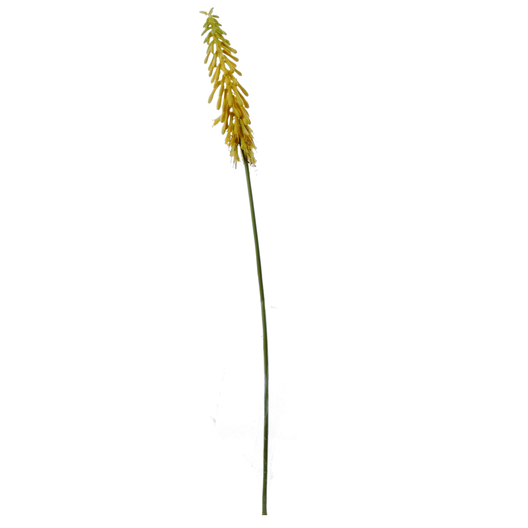 FlowerDutchess vuurpijl geel