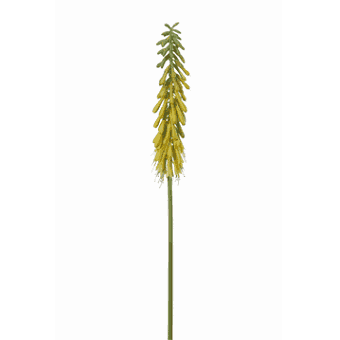 FlowerDutchess Vuurpijl 77cm geel