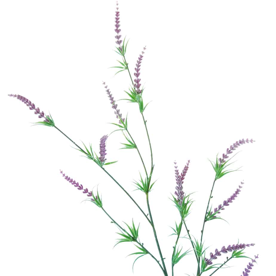 FlowerDutchess Lavendel 129cm lila 5