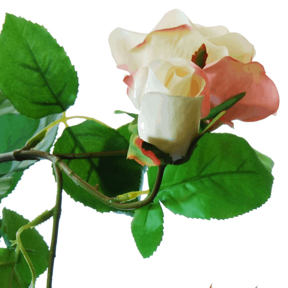 FlowerDutchess rozen tak poederroze grote rozen detail