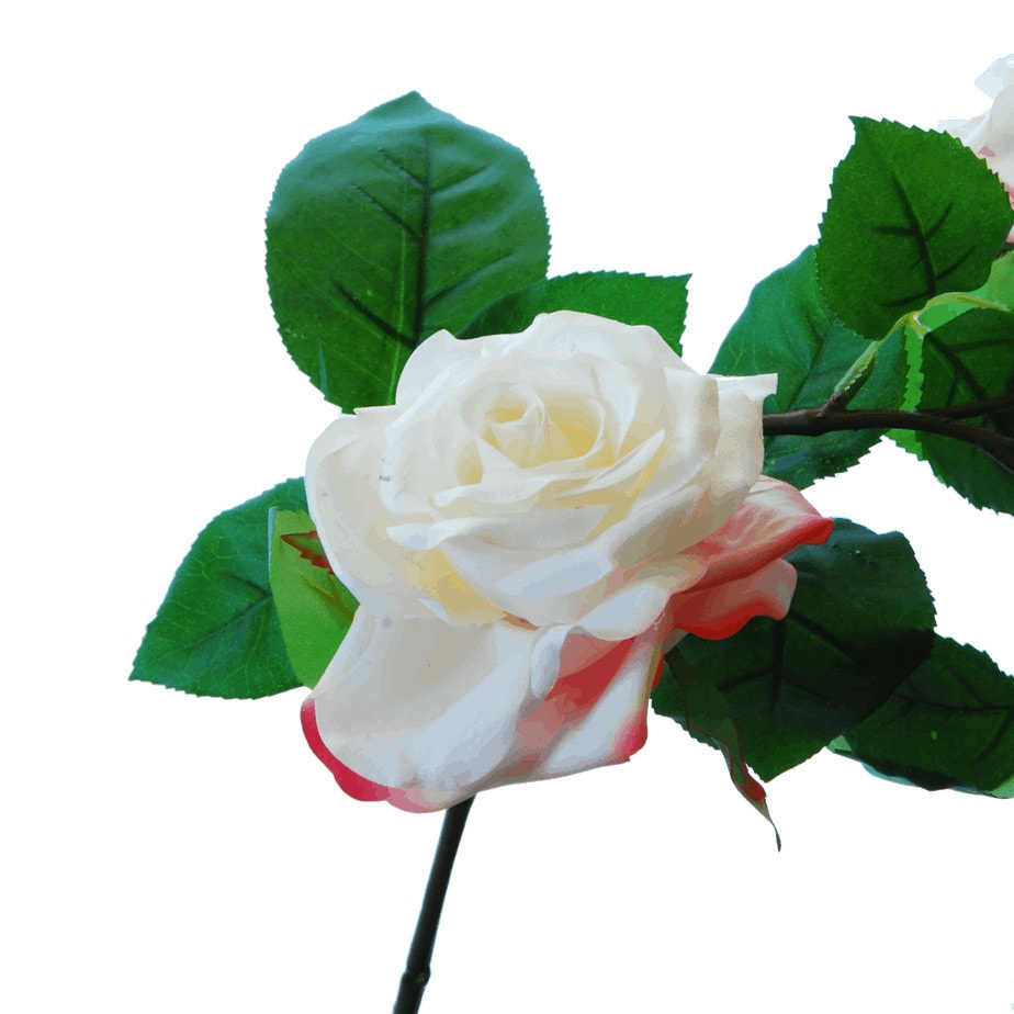 FlowerDutchess rozen tak poederroze grote rozen detail 4