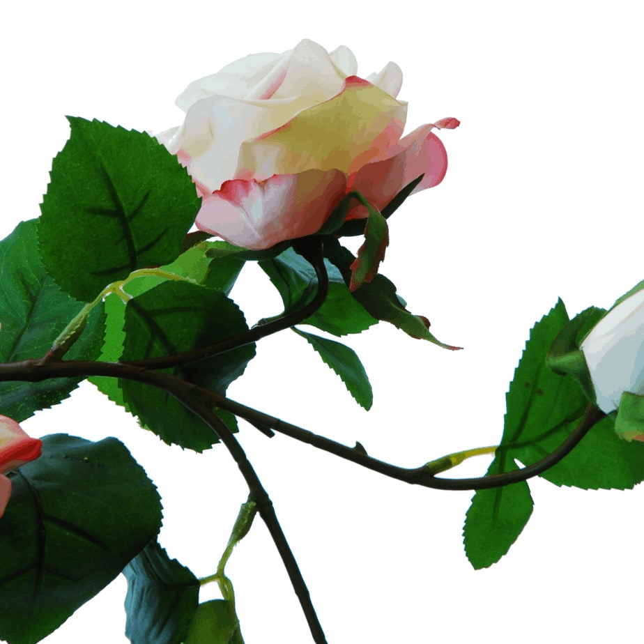 FlowerDutchess rozen tak poederroze grote rozen detail 2