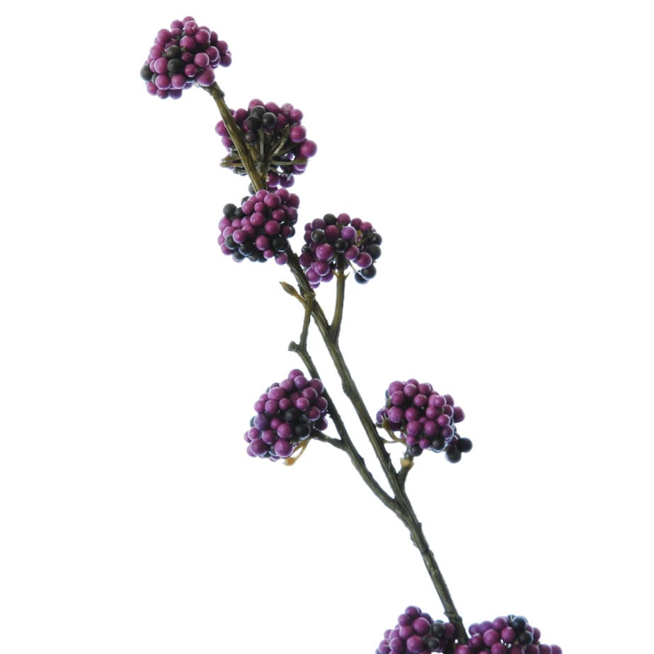 FlowerDutchess Callicarpa paars detail 3