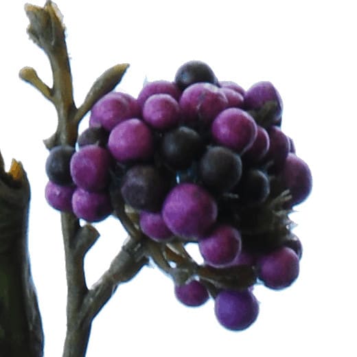 FlowerDutchess Callicarpa paars detail 4