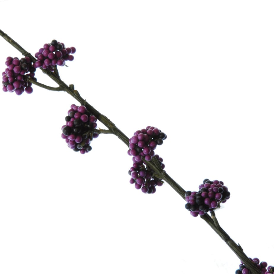 FlowerDutchess Callicarpa paars detail