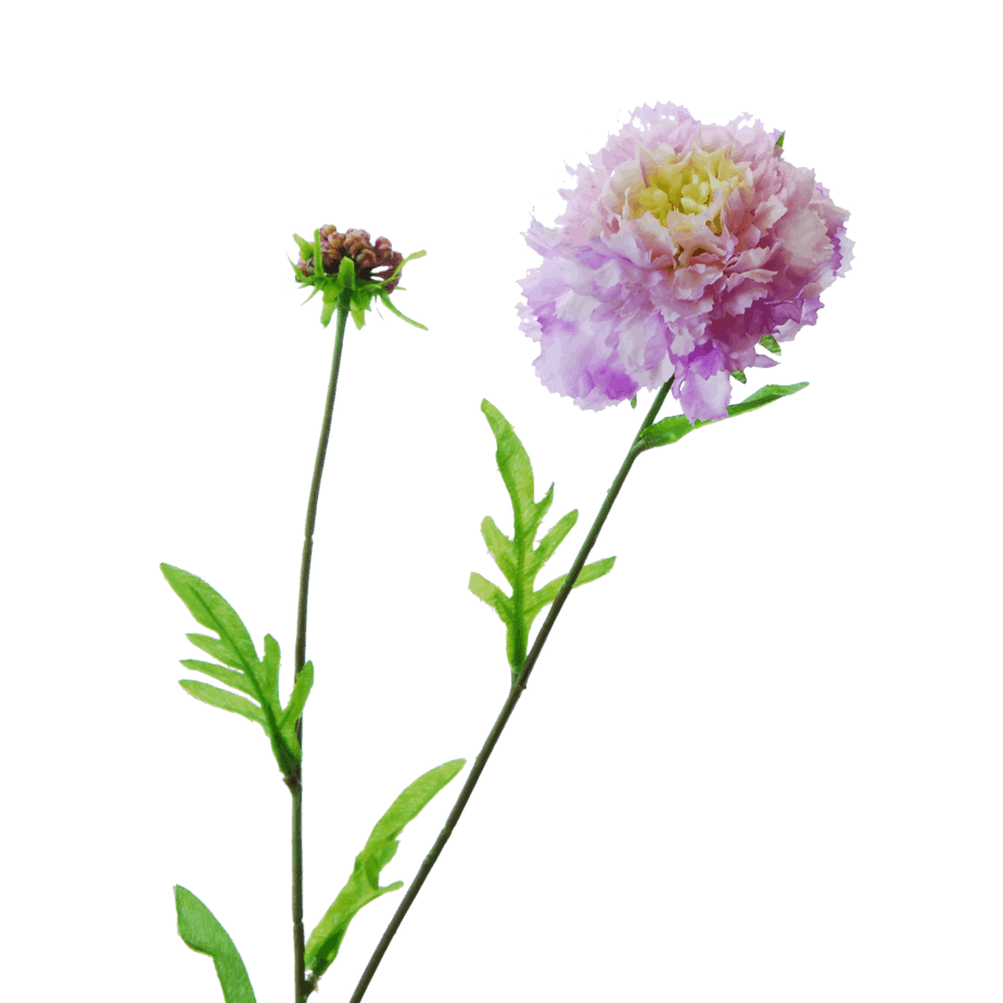 FlowerDutchess Duifkruid detail 2