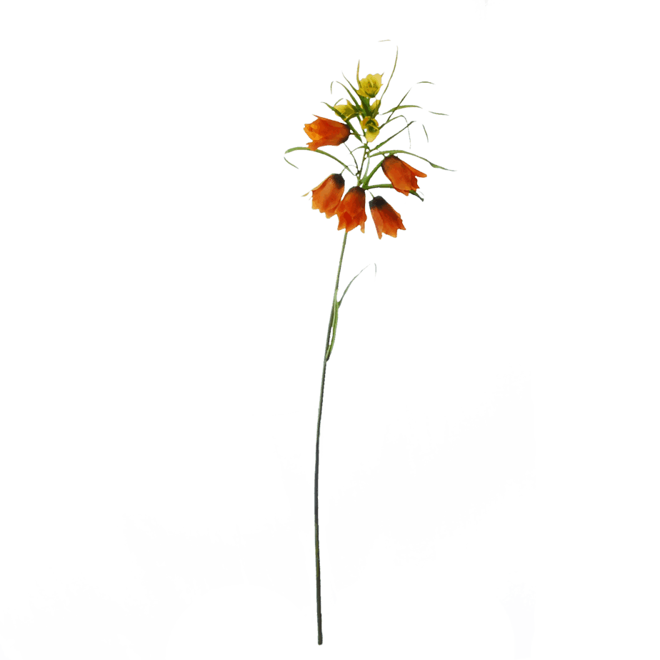 FlowerDutchess keizerskroon 1