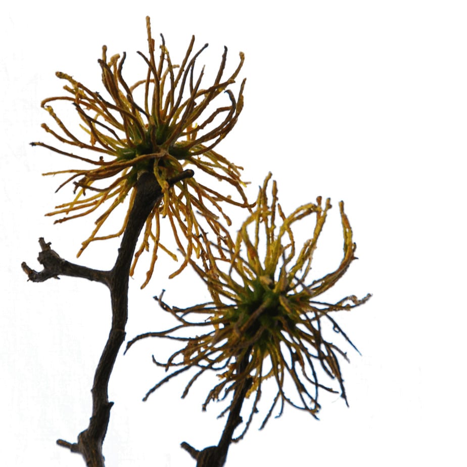 Hamamelis 2