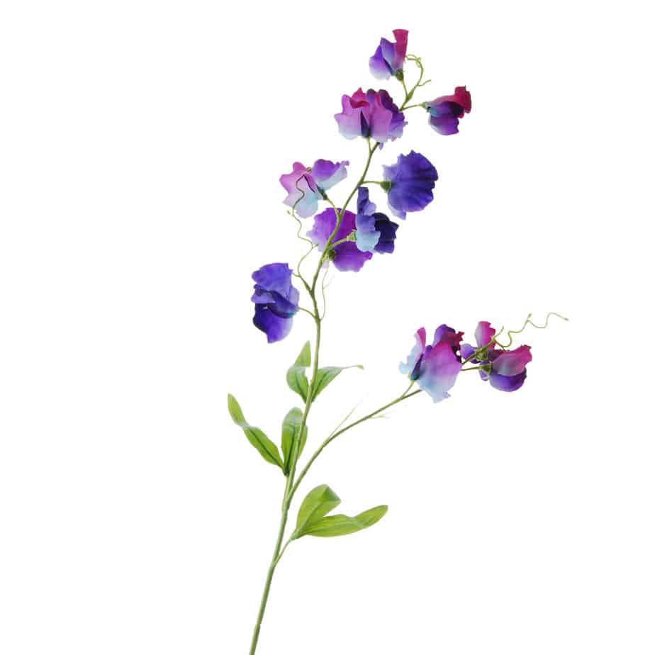 FlowerDutchess Lathyrus 88cm blauw paars detail