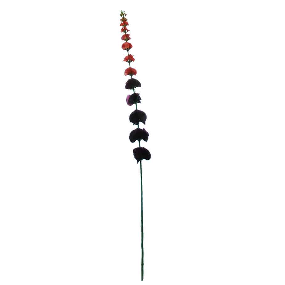 FlowerDutchess Molucella laevis 77cm rood