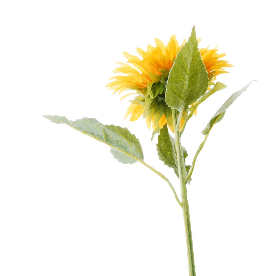 FlowerDutchess zonnebloem detail