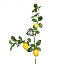Fruittak Kunst Citroenen - Verkrijgbaar Bij Fruittak Kunst Citroenen - Verkrijgbaar Bij