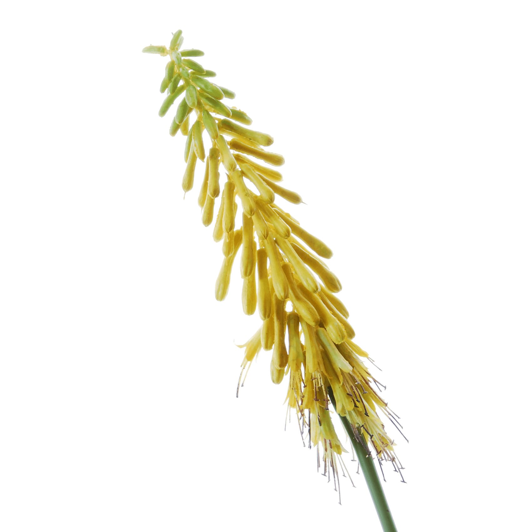 FlowerDutchess vuurpijl geel detail