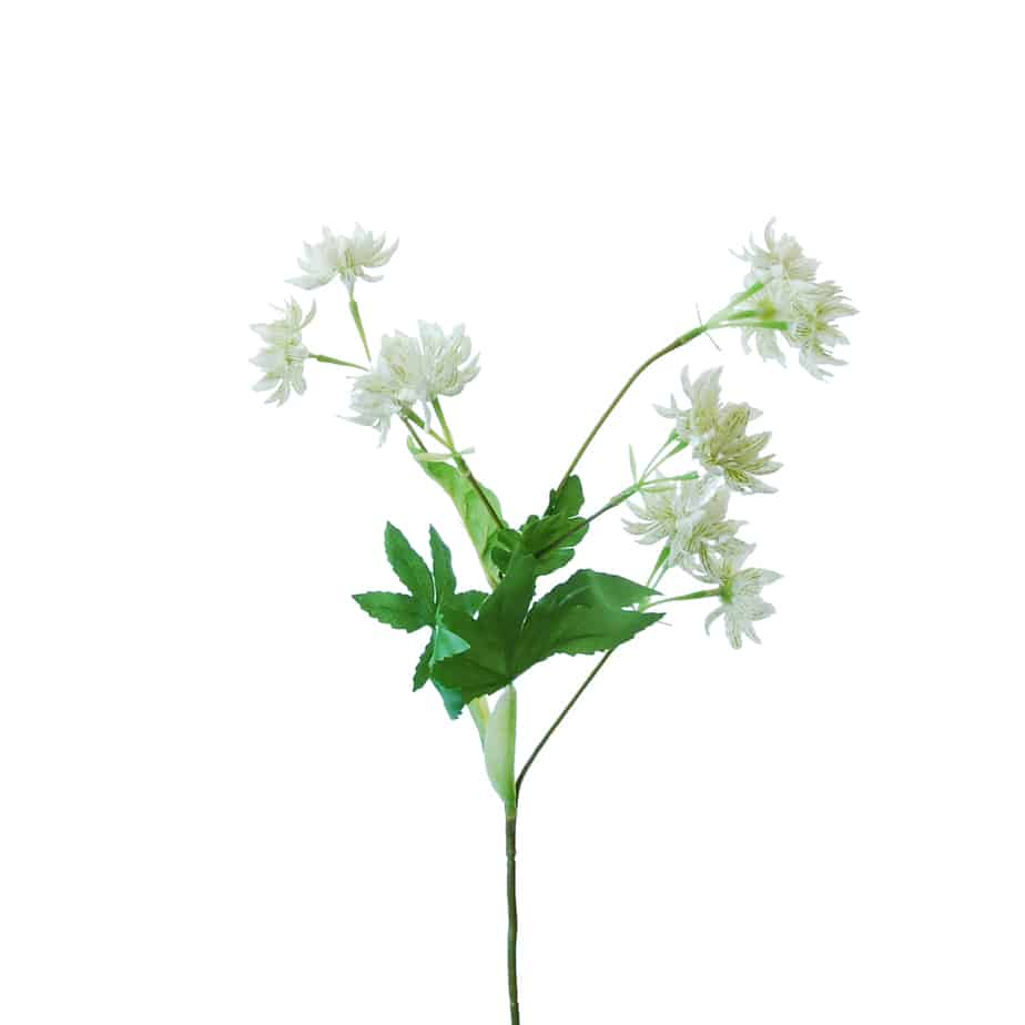 FlowerDutchess Zeeuws knoopje 51cm wit