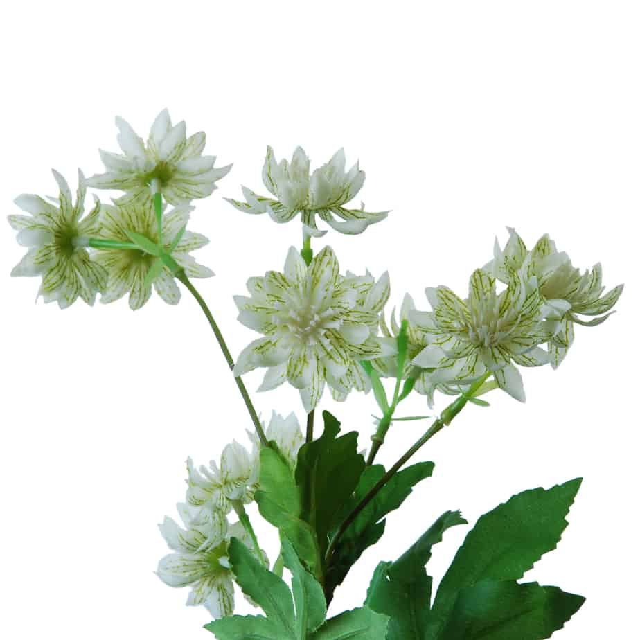 FlowerDutchess Zeeuws knoopje 51cm wit 2