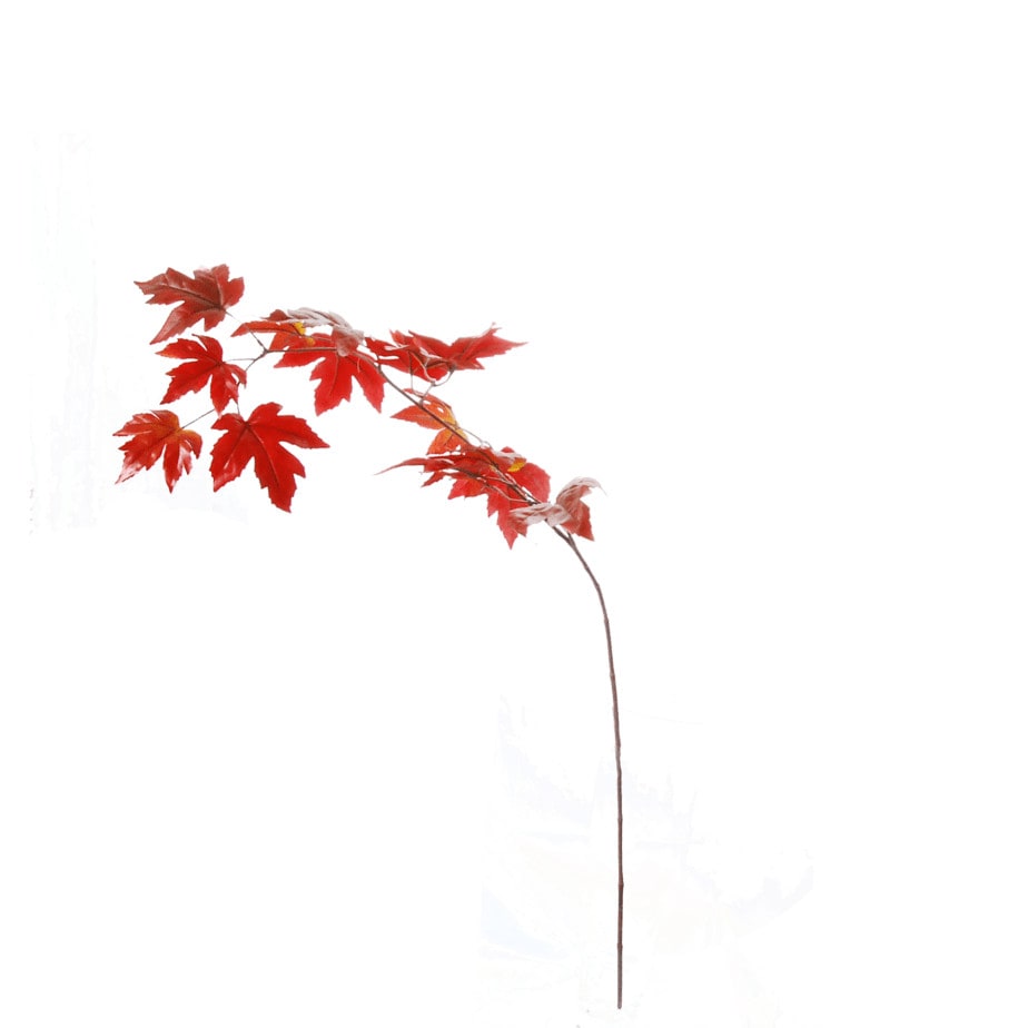 Esdoorn tak 110cm bordeaux 2